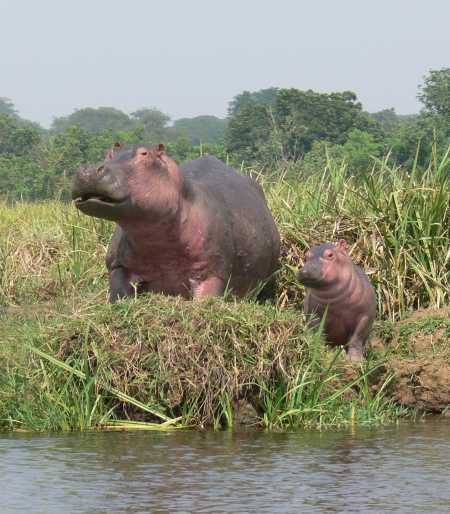 Murchison Falls NP, Hippo with baby